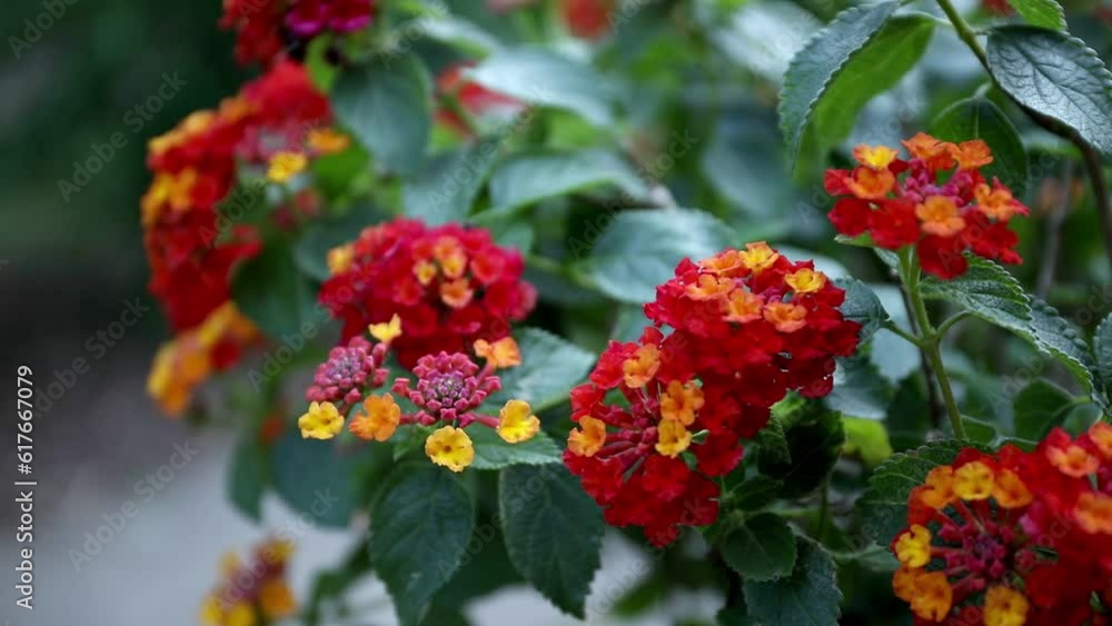 Lantana camara bunch of red orange and yellow flowers in the garden Lantana camara bunch of red orange and yellow flowers in the garden