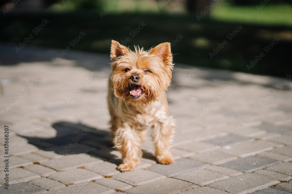 yorkshire terier, yorkie, purebred dog, beautiful little, long haired, golden black color, from the terrier family, small size, lap dog, elegant.
