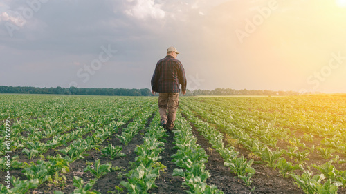 A farmer in a field of sugar beets checks the crop and the presence of weeds. Agricultural concept at sunset and clouds. photo
