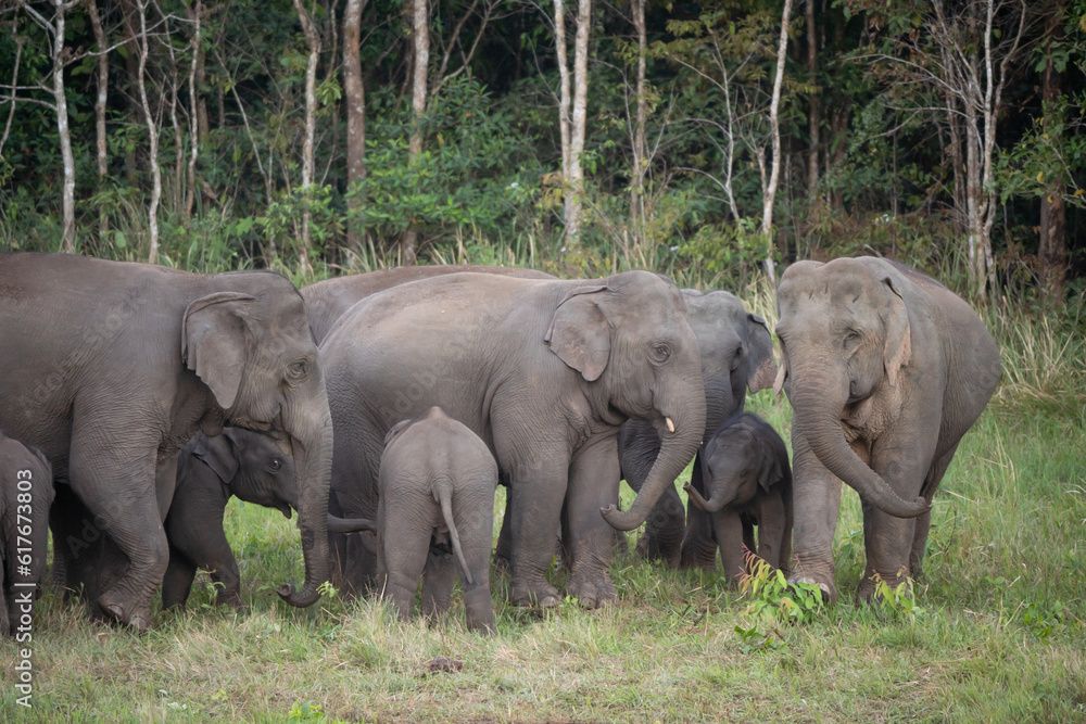 Wild elephants gather together and take their cubs to eat minerals in the soil.