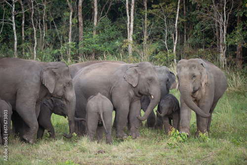 Wild elephants gather together and take their cubs to eat minerals in the soil.