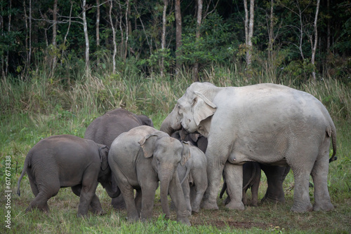Sticker Wild elephants gather together and take their cubs to eat minerals in the soil