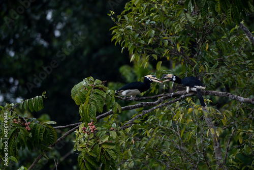 Elephant-clawed hornbills forage for fruit in the forest