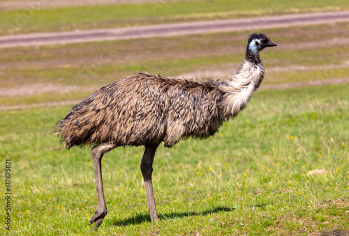 Portrait of an emu (Struthio camelus)