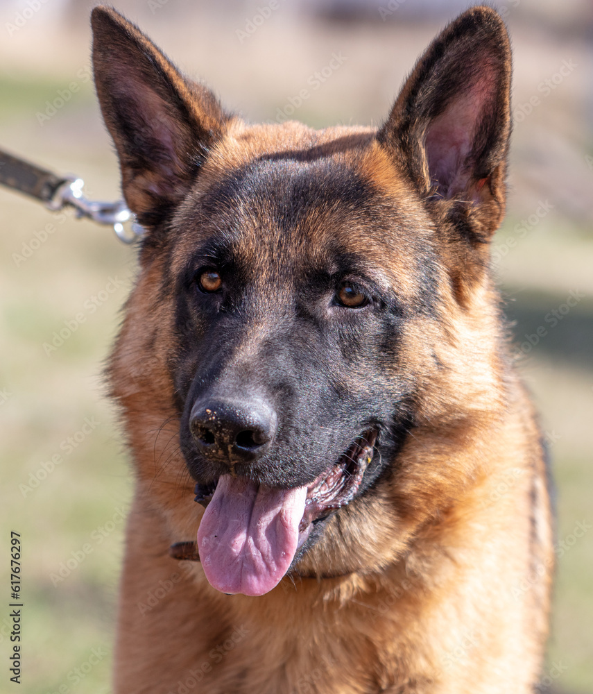 German shepherd dog close up portrait in sunny day German shepherd dog close up portrait in sunny day