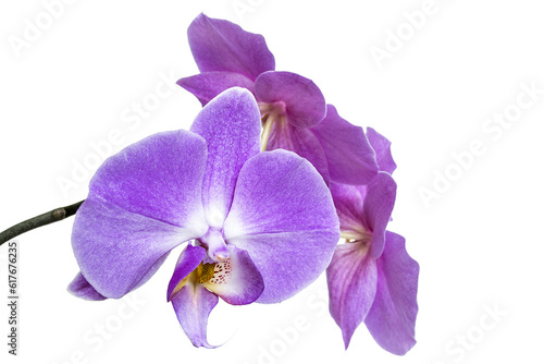 Purple orchid flowers isolated