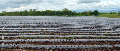 panorama landscape of agriculture field 