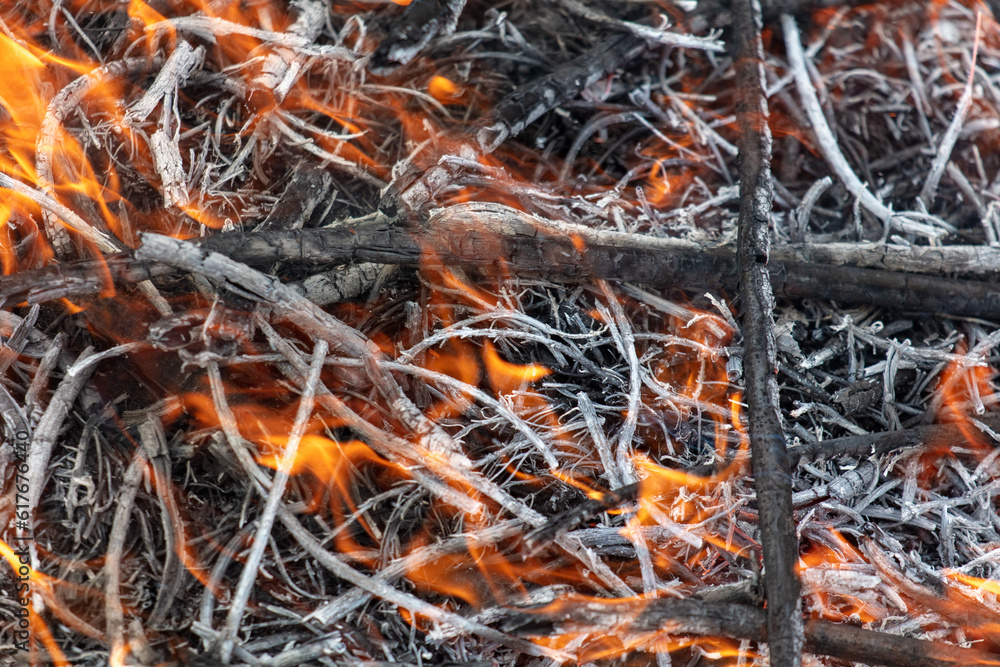 Burning firewood in a campfire, close-up Burning firewood in a campfire, close-up