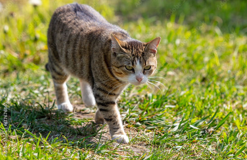 Portrait of a cat in green grass in nature Portrait of a cat in green grass in nature