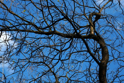 Winding branches of leafless bent tree on clear blue sky in the sunlight in spring