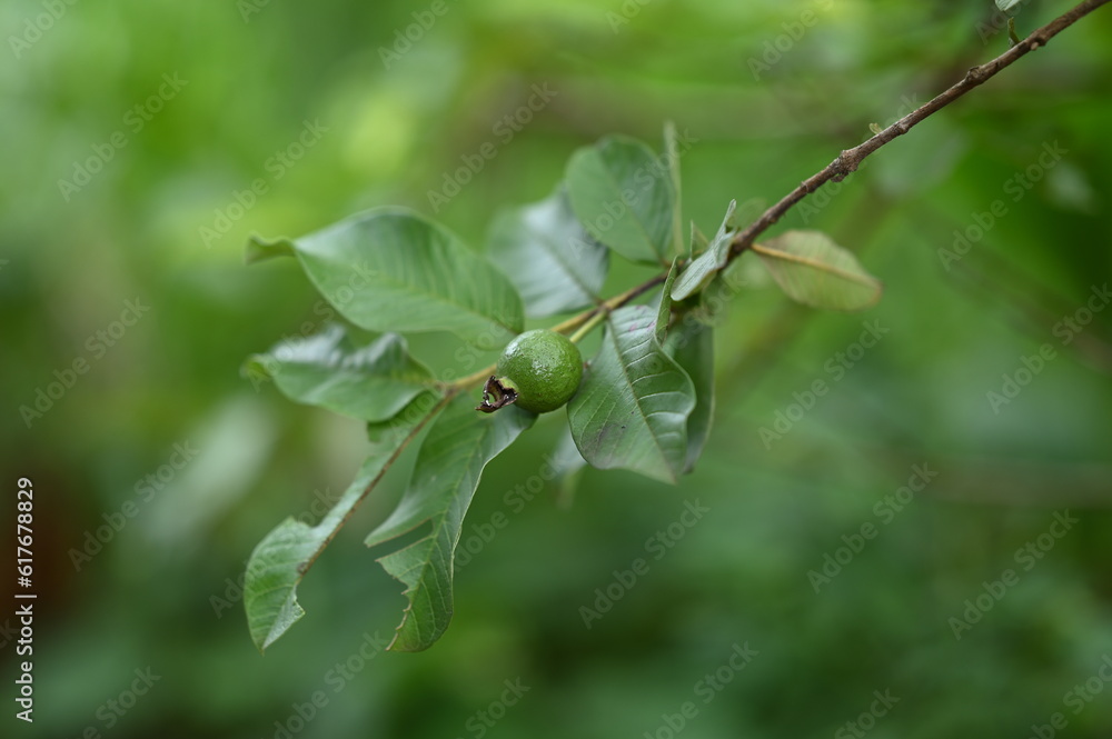 Obraz premium A guava on a tree