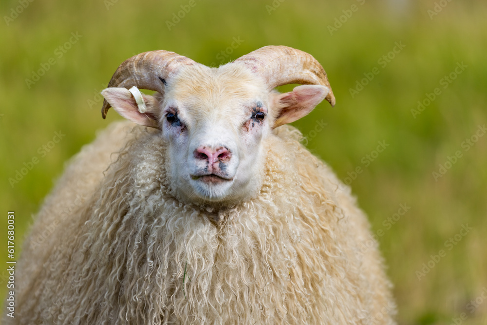 Naklejka premium One sheep headshot portrait, staring at you, travel photograph, Central Iceland