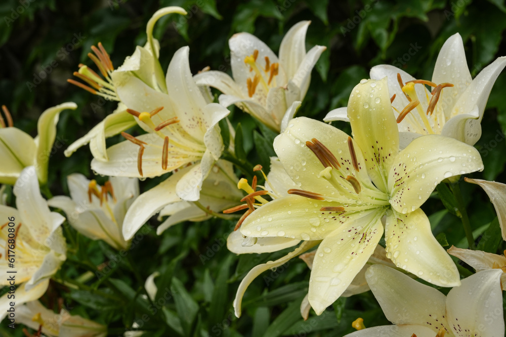 Fototapeta premium Shrub of white lily. Blooming colorful Oriental Lily(Fragrant Lily) flowers,close-up of white lily flowers blooming in the garden. Side view.