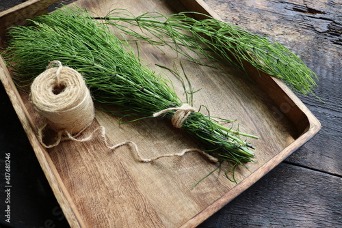 Background of  grass horsetail. Equiseti arvensis herba is widely used in folk medicine photo