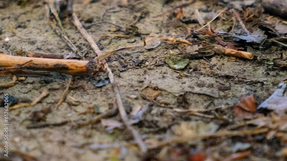A tick crawls on the grass in the park. Selective focus. A tick crawls on the grass in the park. Selective focus.