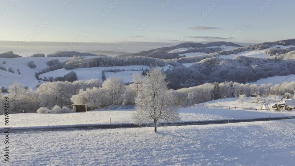 Solitary tree, littleleaf linden, snow-covered, drone photograph, Wisen, Solothurn, Switzerland, Europe Solitary tree, littleleaf linden, snow-covered, drone photograph, Wisen, Solothurn, Switzerland, Europe