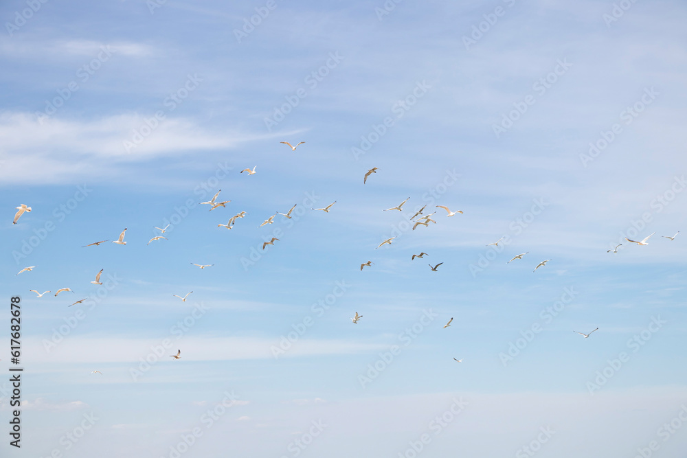 Seagulls against the background of a clear sky, flying birds