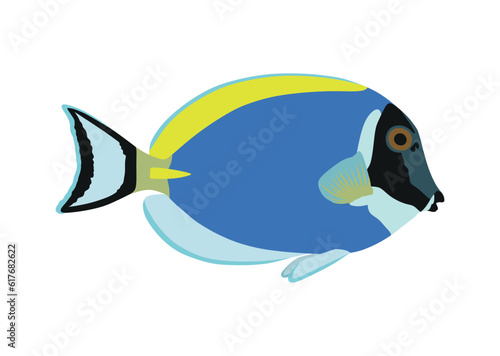 Light blue surgeon fish isolated on white background