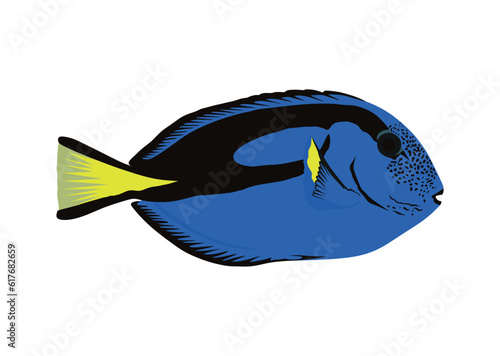 Bright blue surgeon fish isolated on white background
