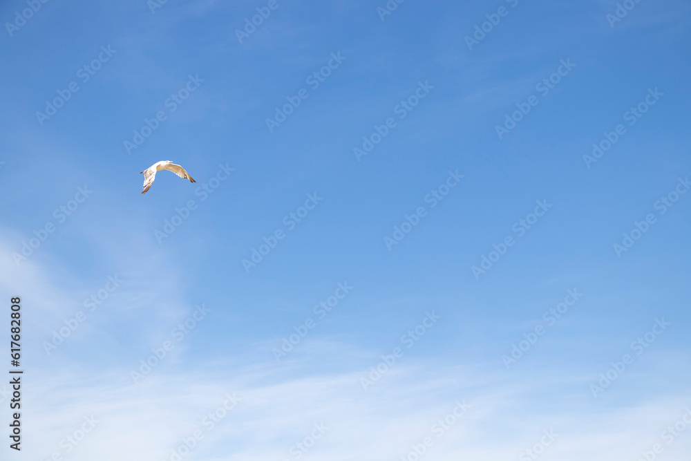 Seagulls against the background of a clear sky, flying birds Seagulls against the background of a clear sky, flying birds