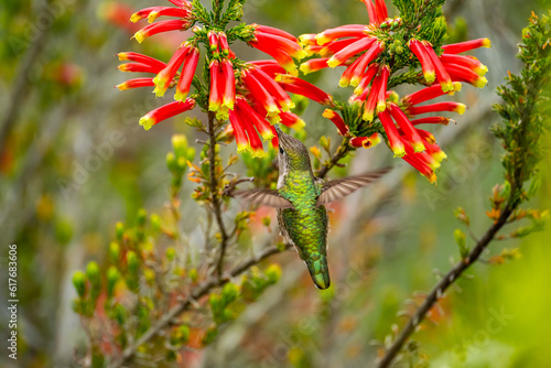 Cuadro en lienzo Anna's Hummingbird (Calypte anna) drinks nectar from 
Erica discolor Andrews flower