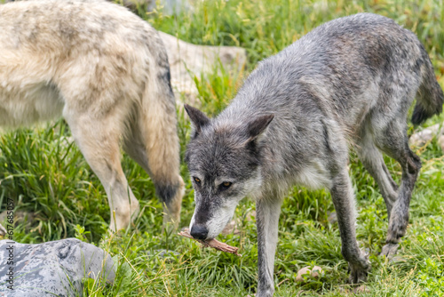 Gray and White wolves eat bones.