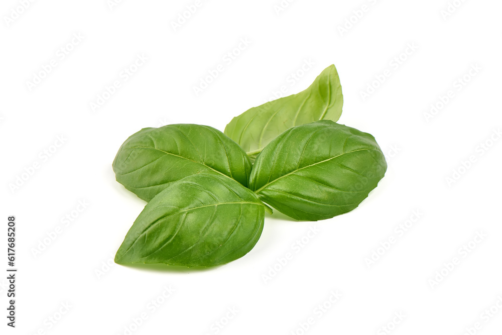 Sweet basil herb leaves, close-up, isolated on white background. Sweet Genovese basil. Sweet basil herb leaves, close-up, isolated on white background. Sweet Genovese basil.