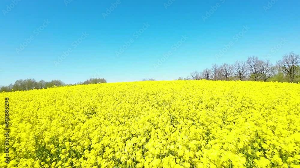 Bright yellow green blooming rapeseed field, low flying aerial dolly Bright yellow green blooming rapeseed field, low flying aerial dolly