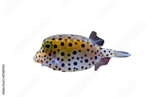 Puffer fish on isolated background