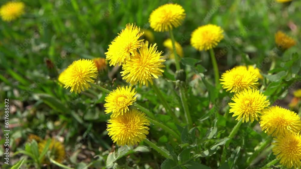 Yellow flowers dandelions on a green meadow in spring. Dandelion flower in the wind. Nature background. Buds in the sunlight. Flora petals. Botany beauty. Floral bloom. Wild field plant. Blooming mood Yellow flowers dandelions on a green meadow in spring. Dandelion flower in the wind. Nature background. Buds in the sunlight. Flora petals. Botany beauty. Floral bloom. Wild field plant. Blooming mood