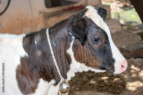 Small beautiful cute cow calf, cow baby © Kiran