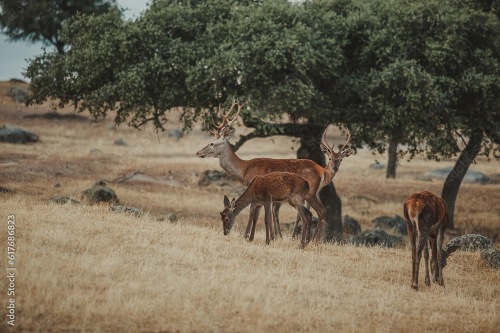 Fototapeta premium group of deer