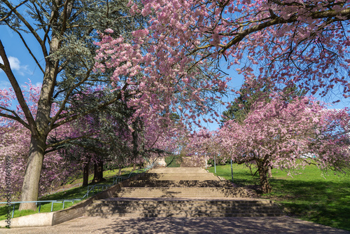 Fototapeta Naklejka Na Ścianę i Meble -  A sunny spring day in Kassel, Germany, with beautiful blooming cherry trees