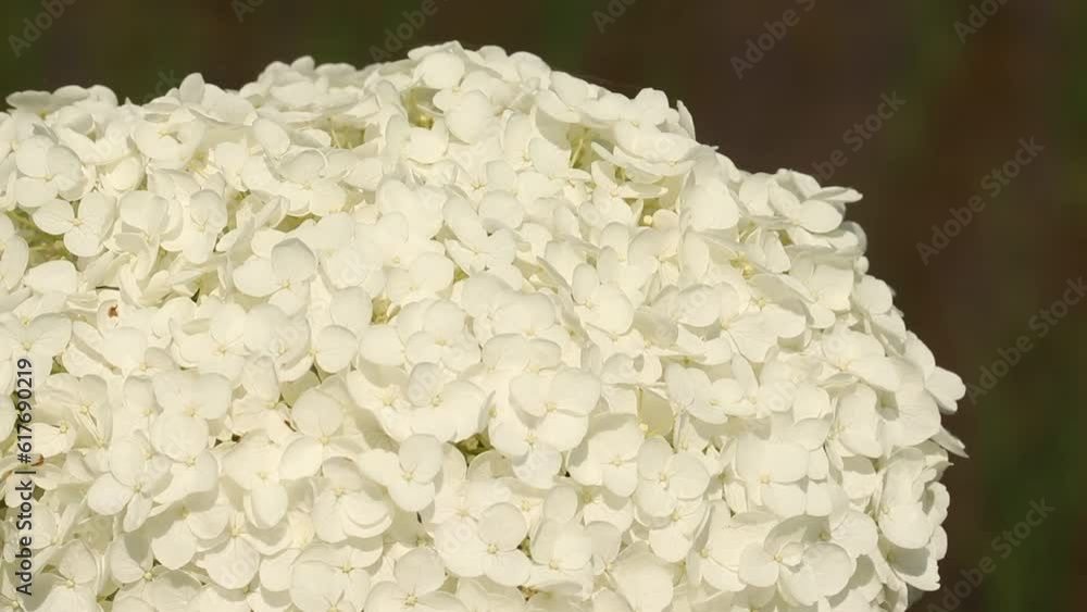 神奈川県足柄上郡開成町 紫陽花 あじさい アジサイ 神奈川県足柄上郡開成町 紫陽花 あじさい アジサイ