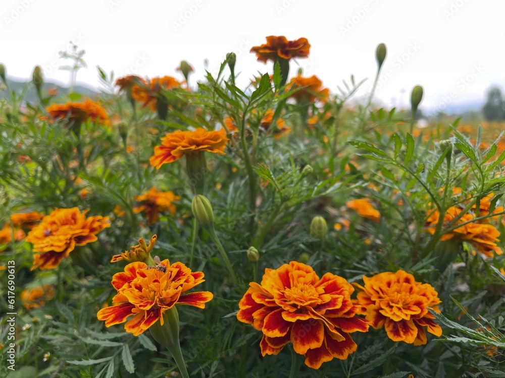 orange flowers in the garden orange flowers in the garden