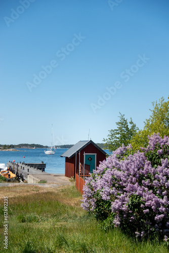 Scenic Stockholm archipelago landscape with a red paint fishing cottage by the island beach with purple lilac trees in foreground on a hot summer day with blue sky and no clouds