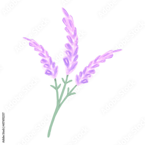 Lavenders pastel colors minimal flowers hand drawn