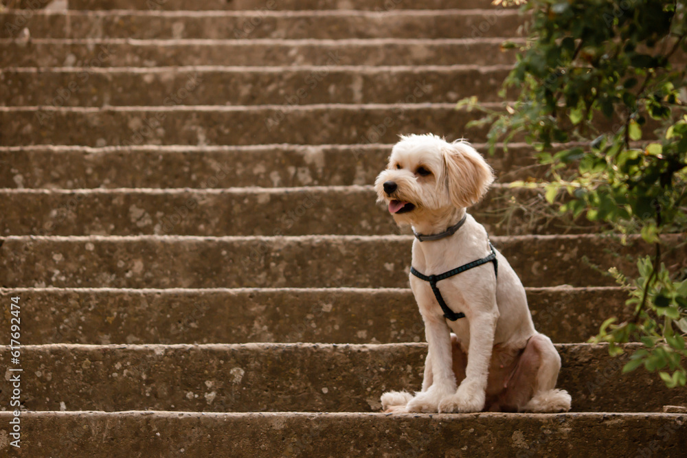 A cute little white dog is sitting on the stairs. Beautiful dog haircut. Graceful dog. Fluffy puppy looks to the side. A cute little white dog is sitting on the stairs. Beautiful dog haircut. Graceful dog. Fluffy puppy looks to the side.