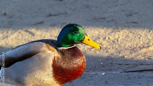 Closeup of a duck swimming on a tranquil lake