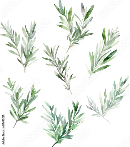 Set Watercolor vector pine tree illustration, isolated white background, flower clipart, for bouquets, wreaths, arrangements, wedding invitations, anniversary, birthday, postcards, greetings