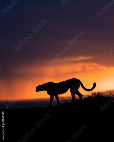 Stunning image of a cheetah silhouette against a vibrant sunset sky © Hitesh Dewasi/Wirestock Creators