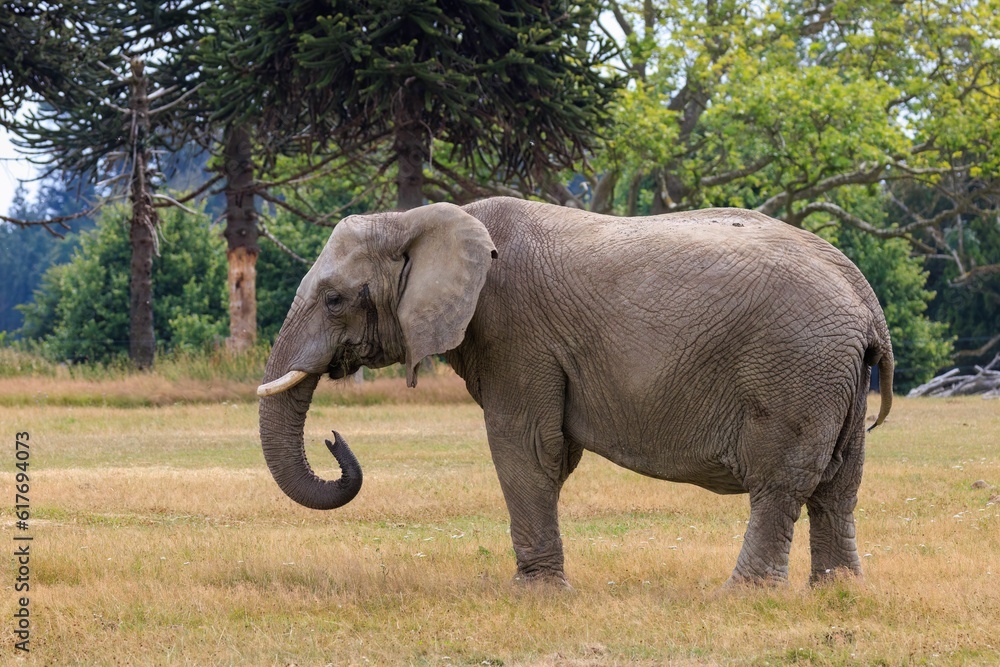 Fototapeta premium African elephant stands in the savannah
