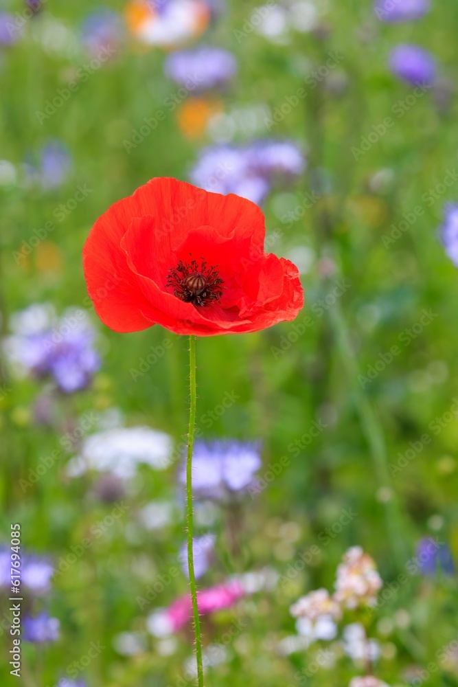 Vertical closeup of a red poppy growing in a green field Vertical closeup of a red poppy growing in a green field