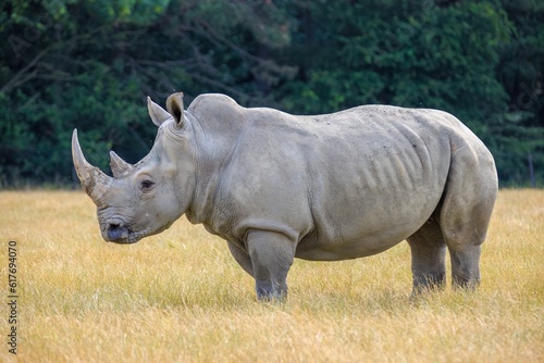 Closeup of a rhinoceros standing in a lush prairie of tall grass