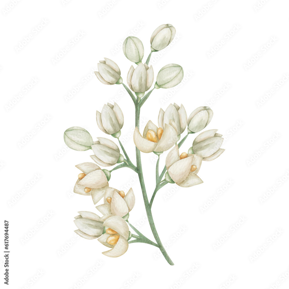 Fototapeta premium Watercolor illustration. Hand painted branch with blooming flowers in white, beige colors with four petals, yellow center, buds. Olive tree flowers. Jasmine flower. Floral summer. Isolated clip art