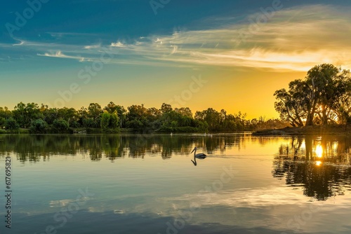 Bird wading in the Murray River at sunset. photo