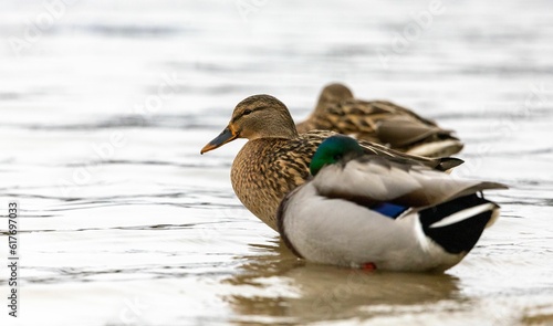 Close up of two mallard ducks resting in a tranquil lake.