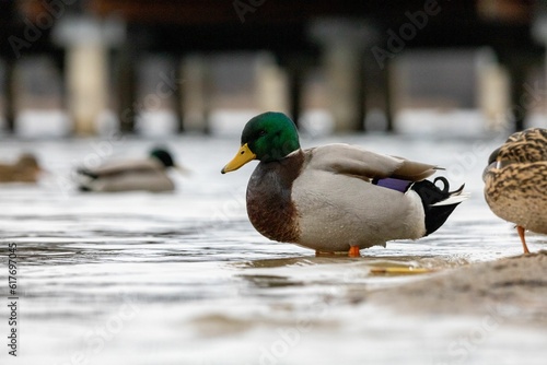 Close up of a mallard duck is resting in a tranquil lake