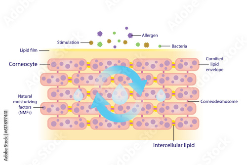 The mechanism of natural moisturizing corneocyte for skin hydration vector on white background. Healthy sebum barrier protect skin from stimulation, allergen and bacteria to get in easier.