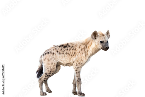 Spotted hyena standing. Isolated on white